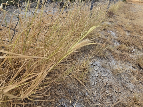 buffelgrass