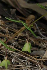 Roepera angustifolia