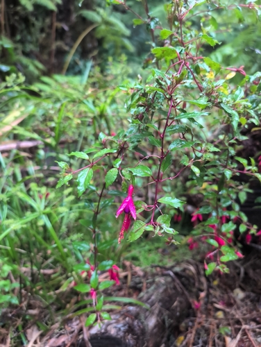 Fuchsia magellanica observed 2026-09-18