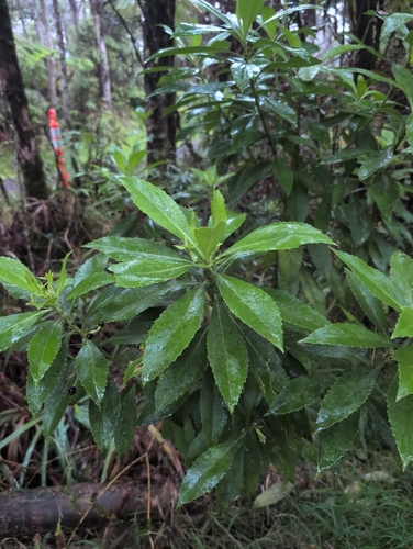 Scaevola chamissoniana observed 2026-09-18