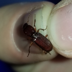Stenomorphus californicus