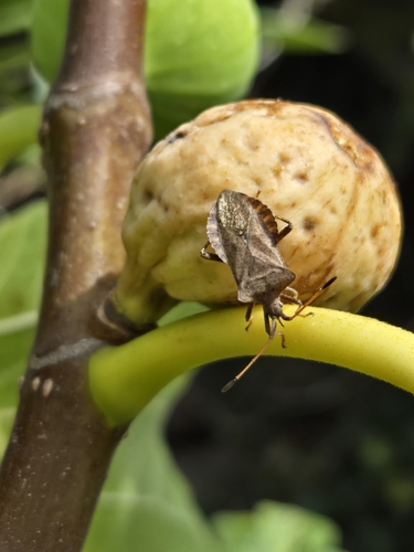 Dock Bug