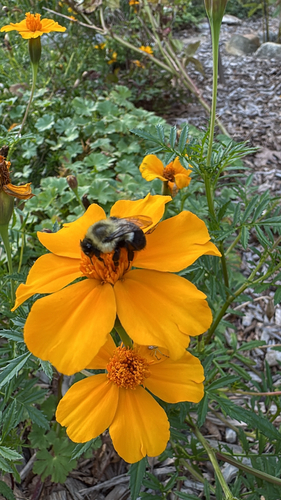 Common Eastern Bumble Bee