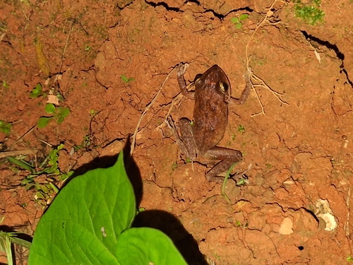 Common Coqui