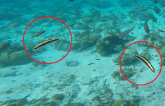 Thalassoma bifasciatum