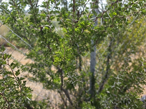 Blackbrush Acacia