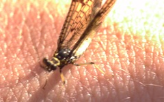 Ephemera danica