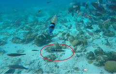 Thalassoma bifasciatum