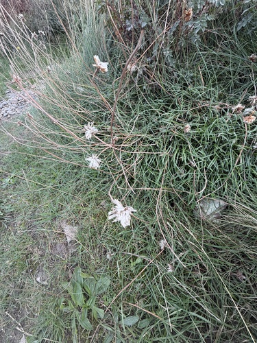Sea Thrift
