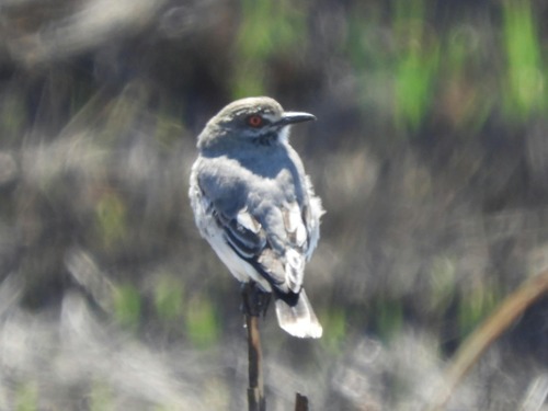 Grey Monjita