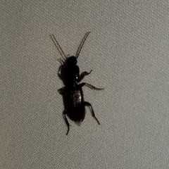 Stenomorphus californicus