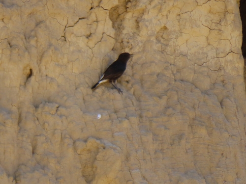 Black Wheatear