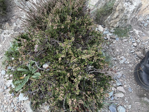 common heather
