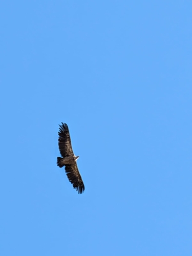 Eurasian Griffon