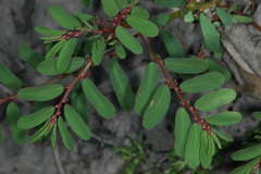 Phyllanthus lacunarius