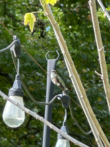 Ruby-throated Hummingbird