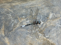 Macrothemis pseudimitans