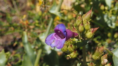 Penstemon spectabilis spectabilis
