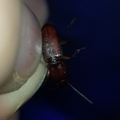 Stenomorphus californicus