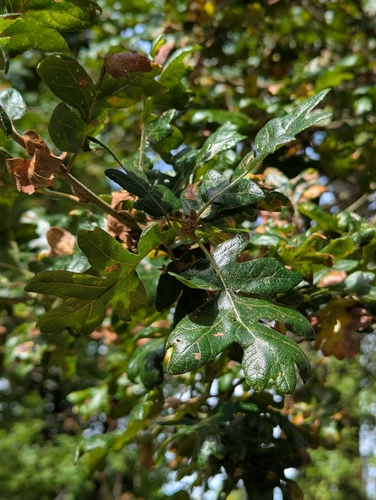 Quercus garryana, photograph 6