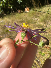 author not stated, no rights reserved Symphyotrichum patens, photograph author not stated, no rights reserved
