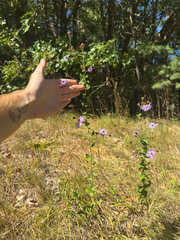 author not stated, no rights reserved Symphyotrichum patens, photograph author not stated, no rights reserved