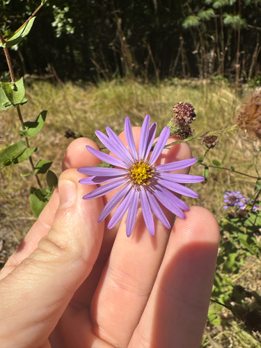 Symphyotrichum patens, photograph 3