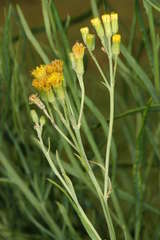 Senecio cunninghamii cunninghamii