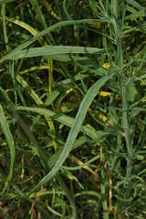 Senecio cunninghamii cunninghamii