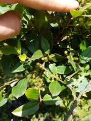 Rhamnus pirifolia