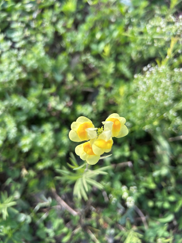 common toadflax