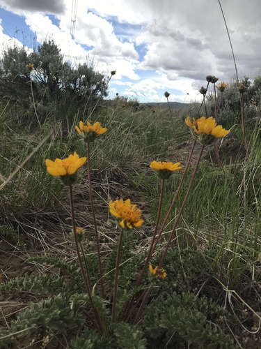 Balsamorhiza hispidula