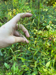 Rumex acetosella, photograph author not stated, no rights reserved