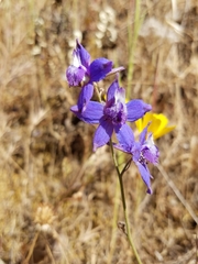 Delphinium parryi maritimum