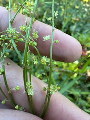 Rumex acetosella, photograph author not stated, no rights reserved