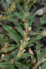 Polygonum plebeium