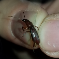 Stenomorphus californicus