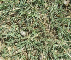 Cynodon dactylon, photograph (c) Linda Jo Conn, some rights reserved (CC BY)