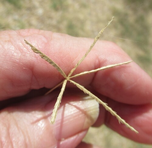 Cynodon dactylon, photograph 5
