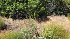 Penstemon spectabilis spectabilis