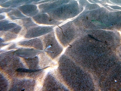 Trachinotus ovatus