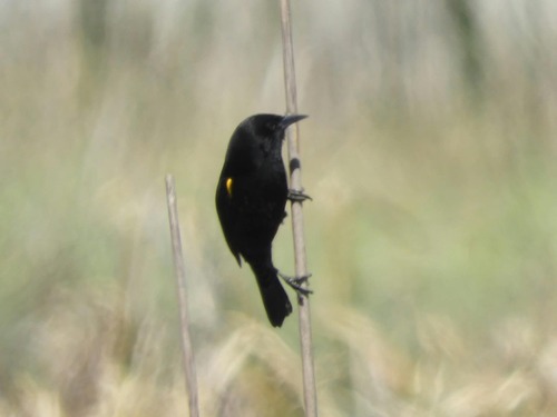Yellow-winged Blackbird