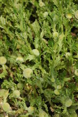 Centipeda pleiocephala