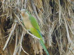 Myiopsitta monachus