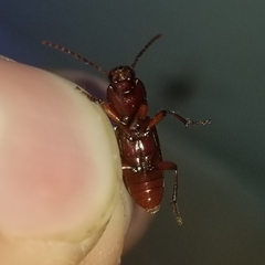 Stenomorphus californicus