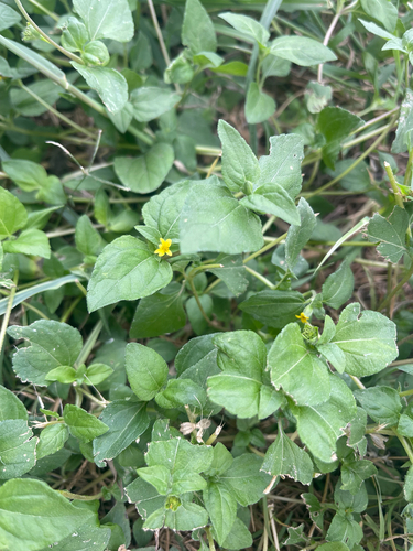 straggler daisy