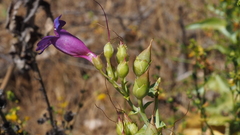 Penstemon spectabilis spectabilis