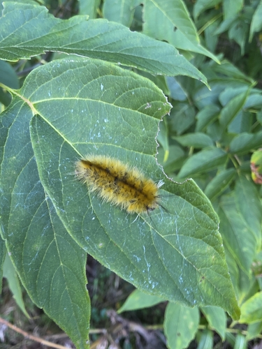 Banded Tussock Moth