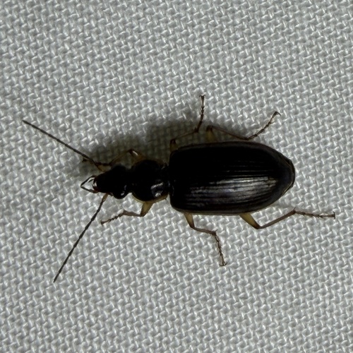 Notagonum, 2026-09-24