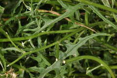 Senecio runcinifolius